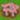 Mushroom Madness
